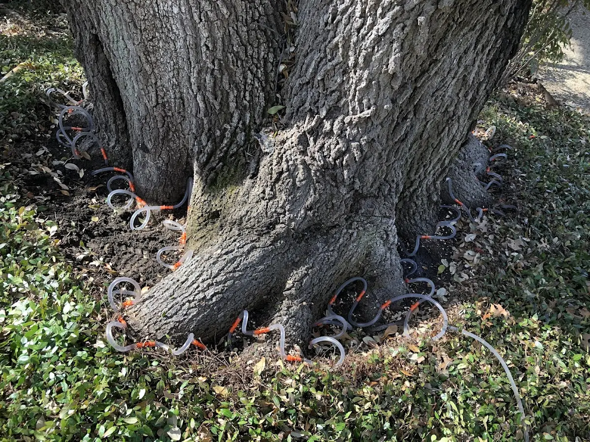 Detailed Tree Cabling and Bracing job site in Mcadoo