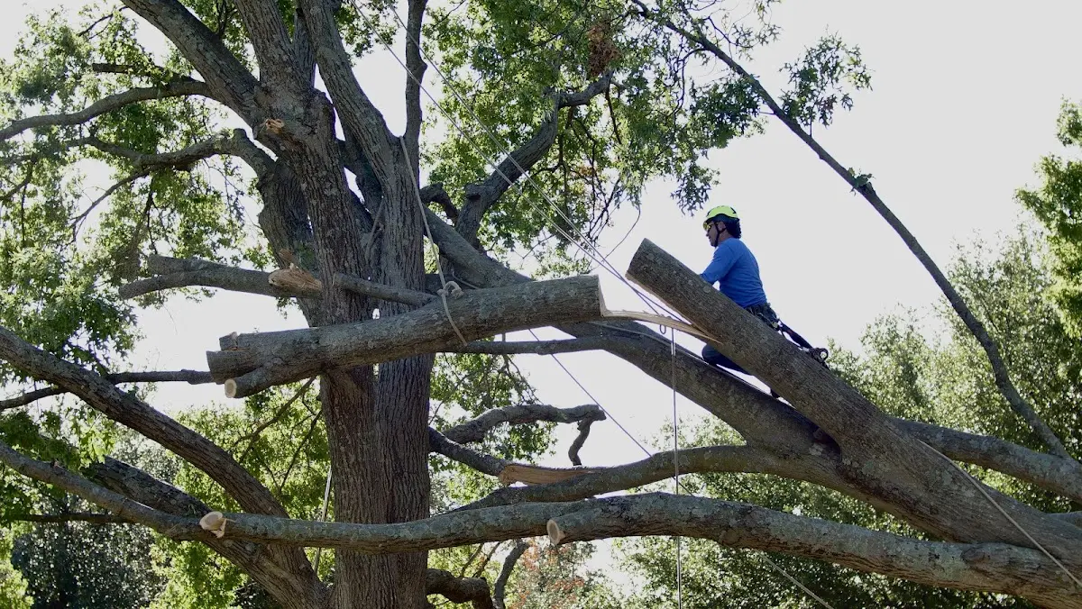 Professional Crown Thinning performed by certified arborists in Mcadoo