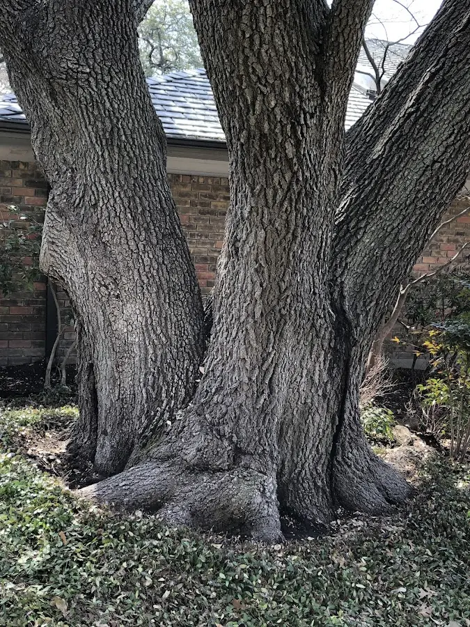 Mature heritage tree close to a Mcadoo property cared for by certified arborists